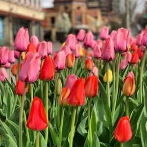 Meet your Posher, Regina